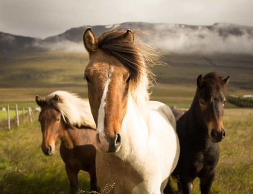 Great Southwest Equestrian Center